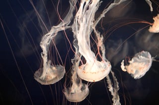 jellyfish-1078961_1920.jpg